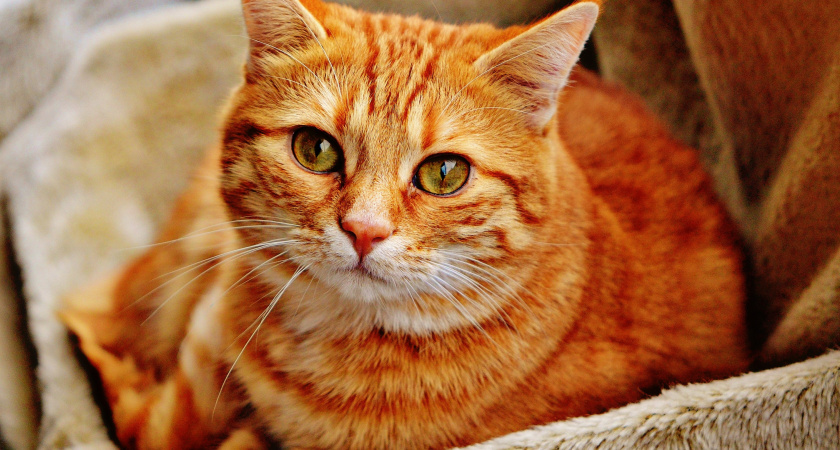 Почему кошки «чувствуют» опасность раньше людей — и это не таинственная мистика