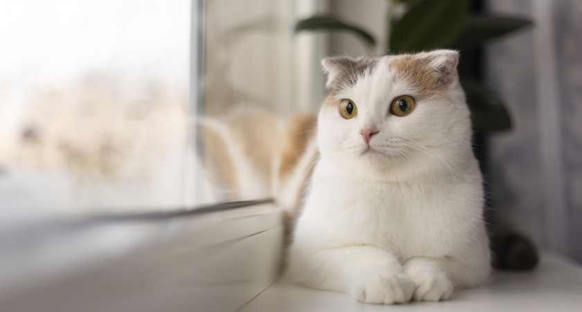 Вы уверены, что ваша кошка уже старушка? Новая формула меняет подход к переводу кошачьих лет