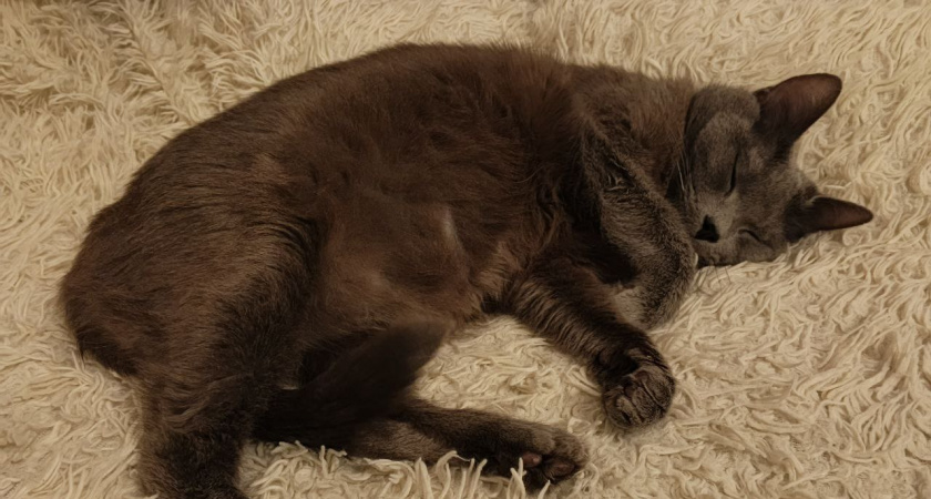 Почему кошки спят с человеком: 3 основные причины и важные моменты, о которых нужно помнить