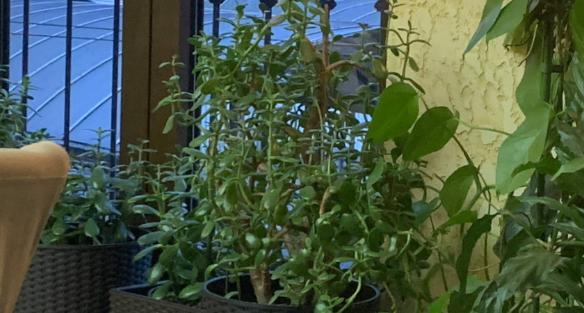 Денежное дерево превратится в баобаб: толстянка стремительно растет после такой подкормки — пошаговая схема