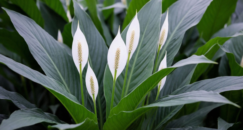 Всего щепотку в воду — и опрыскиваю спатифиллум: он круглый год укрыт белоснежным покрывалом соцветий — эффект просто "вау"
