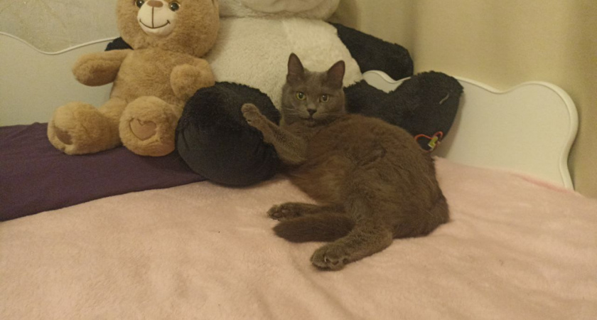 Электрошок вместо мурлыканья: отчего кошка "бьёт током" и ваши промахи в уходе