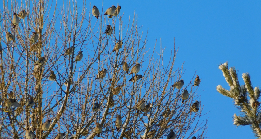 МЧС предупреждает о снегопаде и сильном ветре в Вологодской области 1–2 февраля