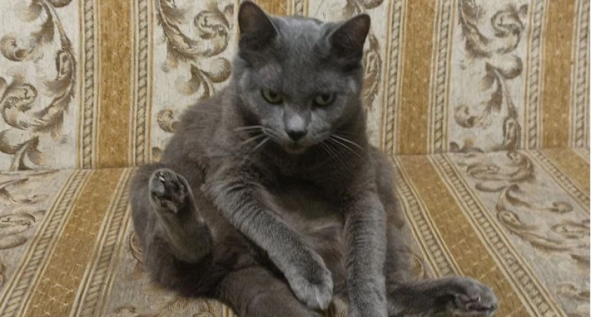 Почему кошки смотрят в пустой угол или пустоту: вот что они хотят увидеть - человеку такого не дано