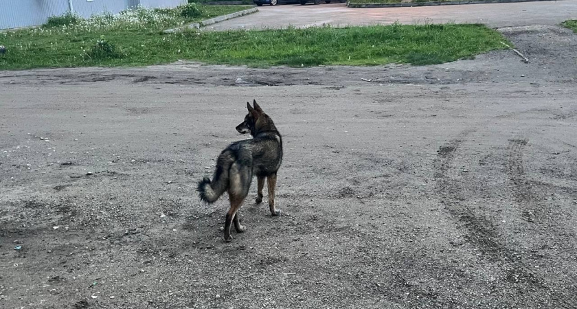 В Вологодской области потратят миллионы рублей на помощь бездомным животным