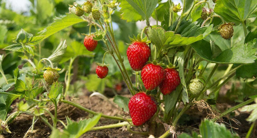 Сосед поделился секретом удобрения для клубники: с того дня – собираю урожай ведрами, а ягоды сладкие, сочные и плодоносят долго