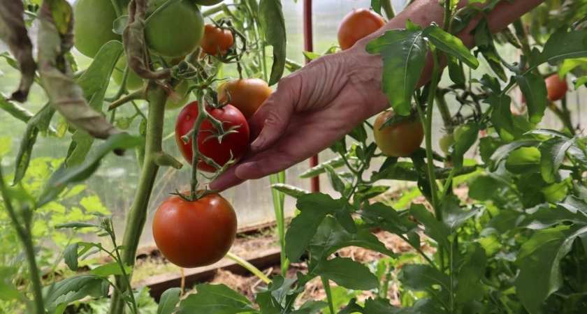 Дачники, это не помидор, а сладкая фантазия: Сочный, как стейк - Урожайность до 15 кг/м²