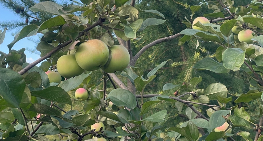 Все это время ела яблоки неправильно и теряла половину пользы: теперь знаю, как надо