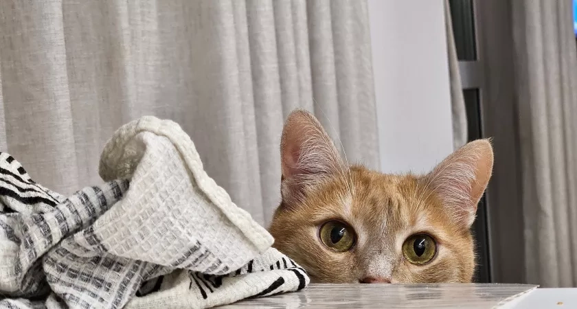 Вот почему кошки «чувствуют» опасность раньше людей — и это не мистика