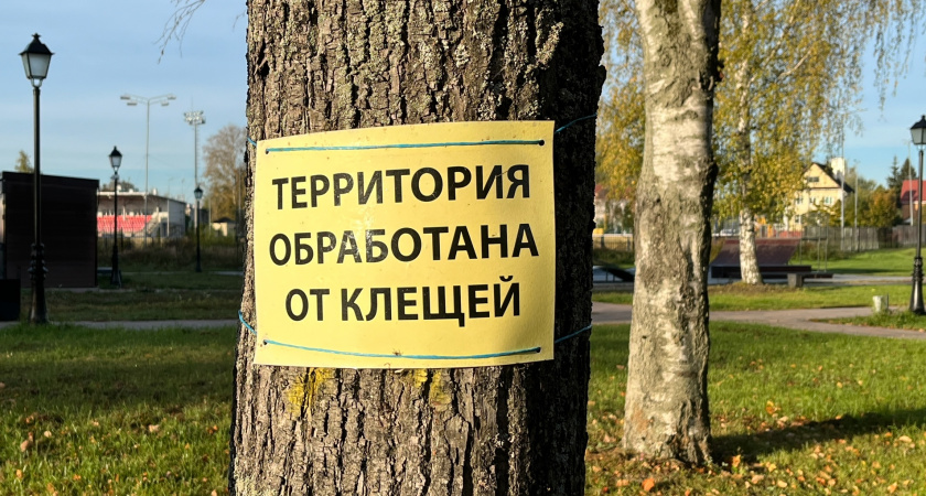 Сажаю 1 цветок на участке — и клещам вход намертво закрыт: создается защита надежнее любого забора