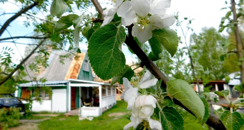 Разведите 30 гр. в 10 л. воды – парша и монилиоз исчезнут: весенняя обработка яблонь и вишни