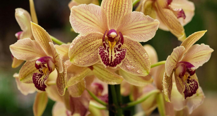 Растворяю 1 ампулу и поливаю растения: орхидея с фикусом оживают, листва зеленеет, корни крепнут