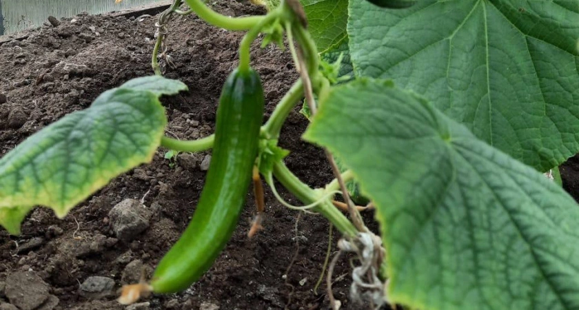 Урожай огурцов вопреки любой погоде: огурцы, для которых плохой сезон больше не существует