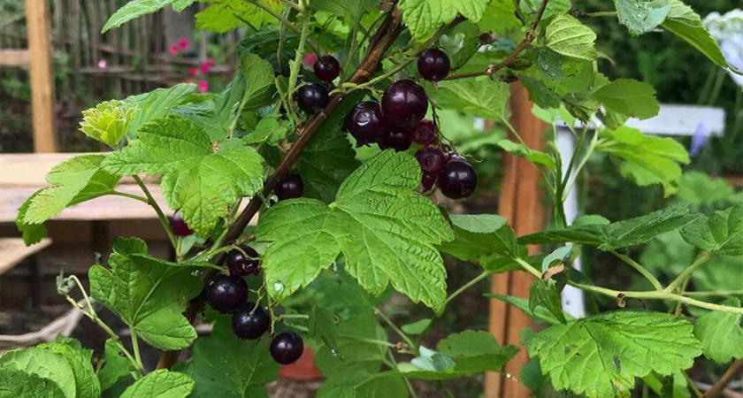 Сажаю рядом со смородиной трех соседей - тли нет в помине, ягоды собираю тоннами