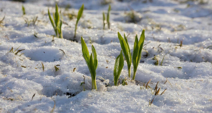 Только в эти дни: Когда же высаживать перец на рассаду в феврале - расчёт агронома