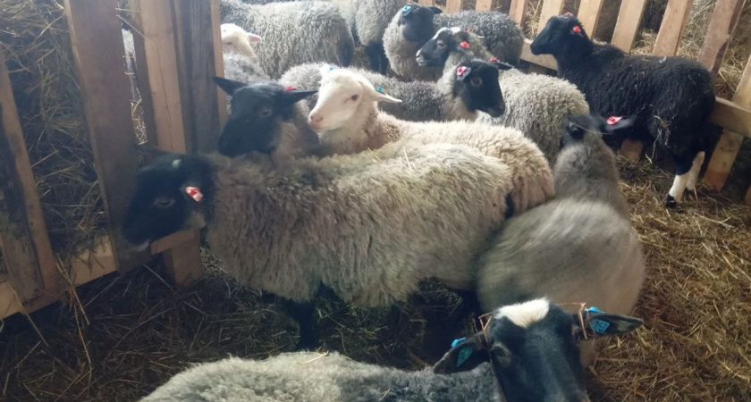 Овцеферма мечты: как семья из Вологодской глубинки запустила своё хозяйство