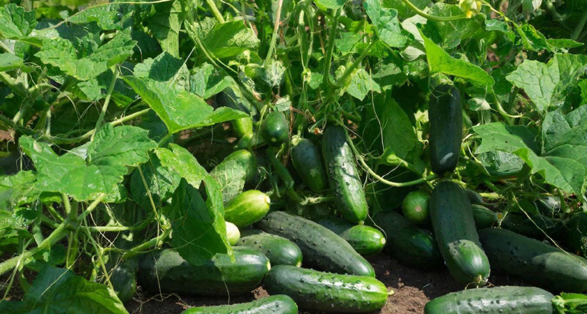 Бросаем 2 таблетки в лунку – огурцы растут хрустящие и ярко-зеленые: по 12 кг с каждого куста