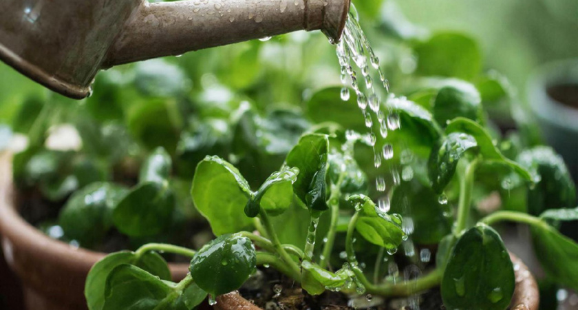 Живая вода вместо всяких удобрений: простой способ разбудить комнатные растения