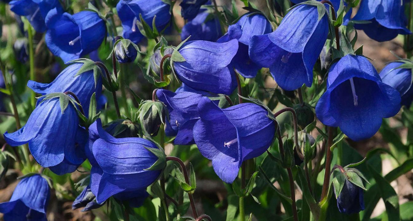 Бархатный космический синий многолетник для клумбы: пора сеять с февраля