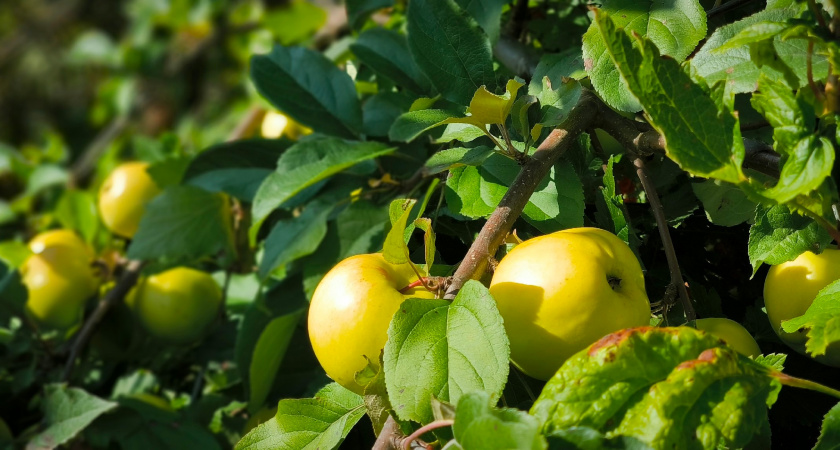 Под Вологдой восстановят яблоневый сад, откуда варенье поставляли Владимиру Ленину