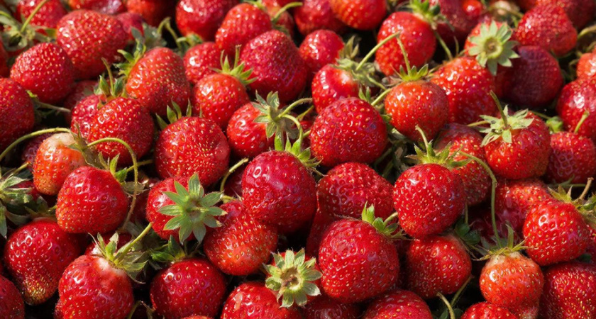 Сосед поделился секретом удобрения для клубники: с тех пор урожай — ведрами, ягоды сладкие, сочные и плодоносят долго