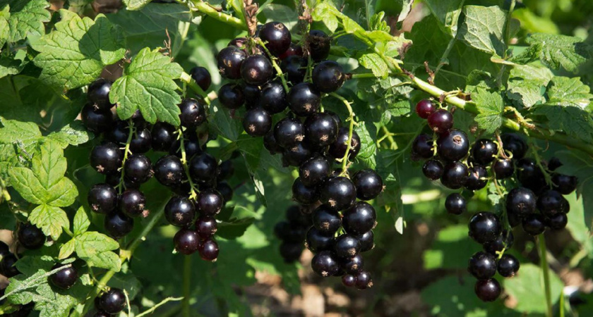 Сажаю рядом со смородиной 3 соседей - тли нет в помине, ягоды собираю только тоннами