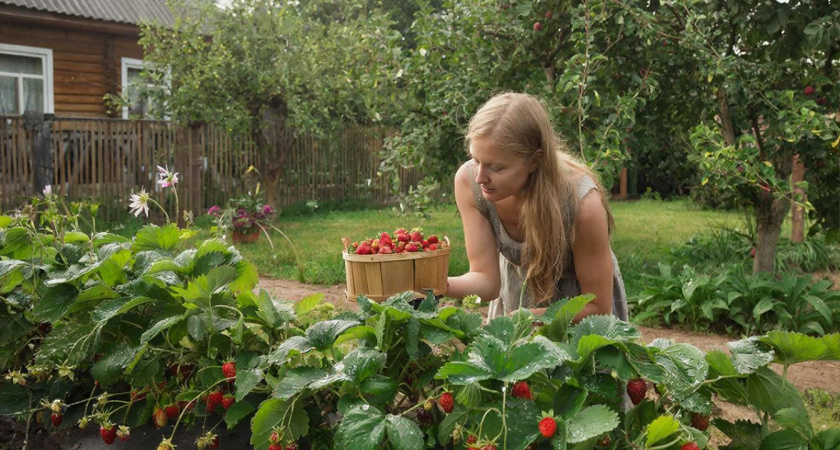 У вас ягоды — горстями, а у соседа — целыми вёдрами? Забытый этап подготовки решит проблему