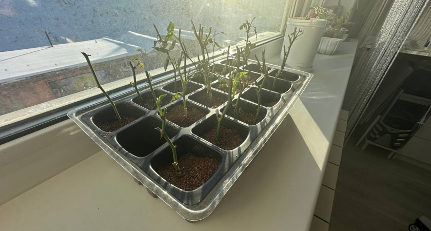 Календарь дачника на февраль: когда сеять перцы, баклажаны и петунии