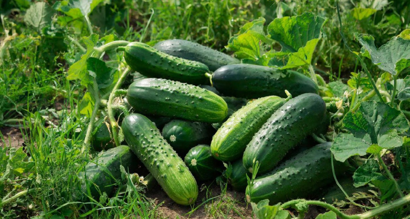 Бросаем целых 2 таблетки в лунку – огурцы растут хрустящие и ярко-зеленые: по 12 кг с куста