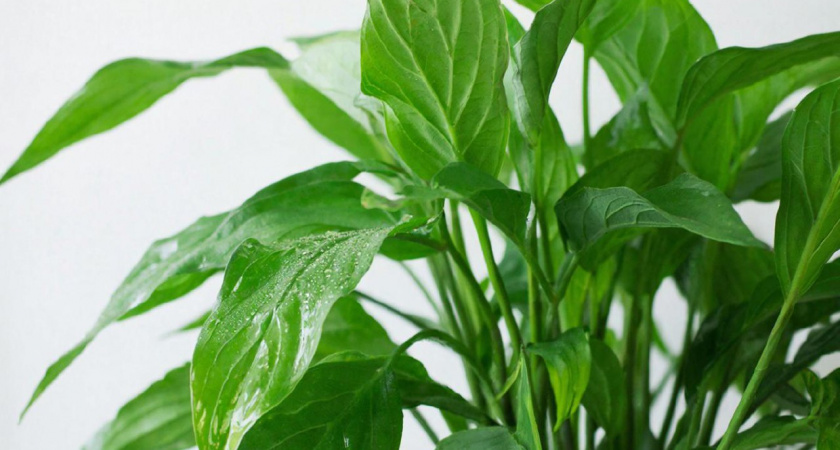 Живая вода вместо удобрений: легкий способ разбудить комнатные растения