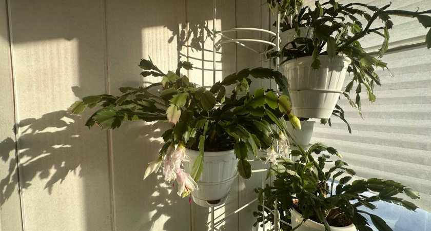 Без танцев с бубнами и специальных ламп: одна простая подкормка спасет декабриста от всех бед — теперь цветет до апреля