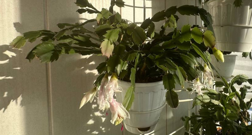 Цветёт без остановки: одна простая вещь для декабриста — совет опытного флориста