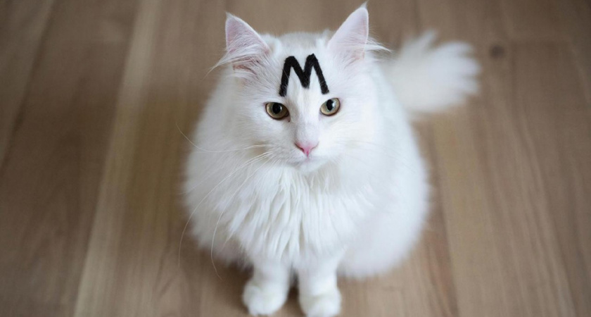 Буква «М» на лбу у кошек: что же значит этот загадочный знак?