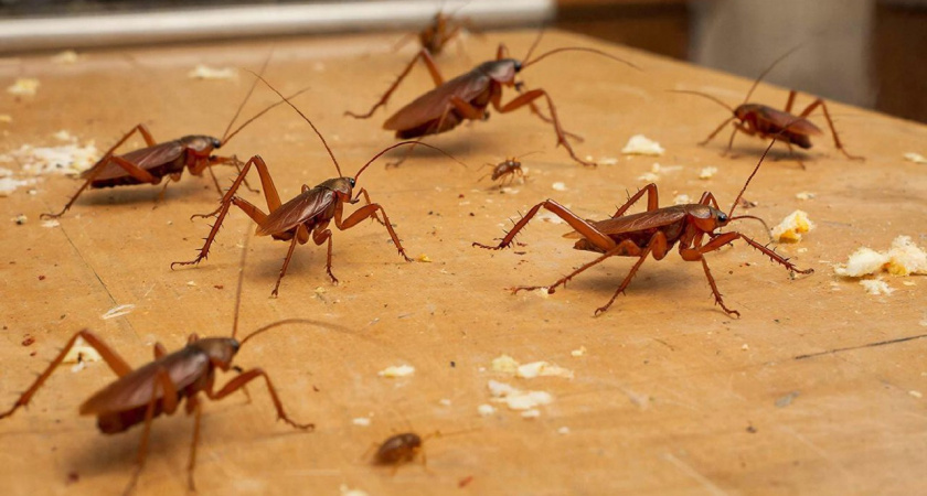 «От тараканов не осталось и следа». Старинный способ из СССР, как реально быстро и навсегда избавиться от всех тараканов