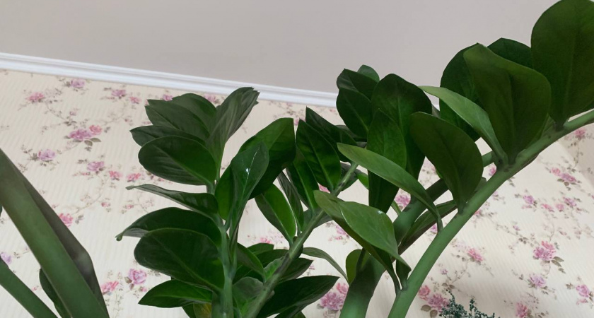 Замиокулькас с этой подкормкой творит чудеса: растворите 3 таблетки в воде — и новые побеги растут как на дрожжах целый год