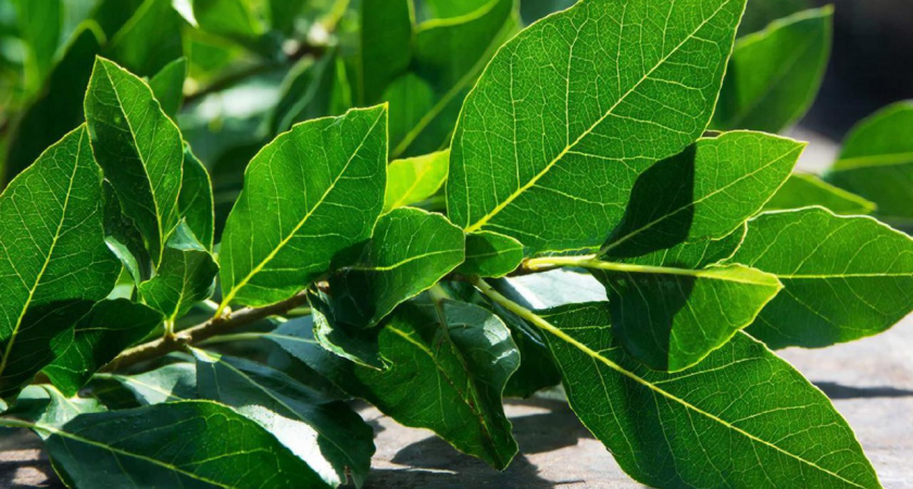 В феврале зажигаю лавровый лист у себя в квартире - далеко не все знают, для чего же это нужно сделать