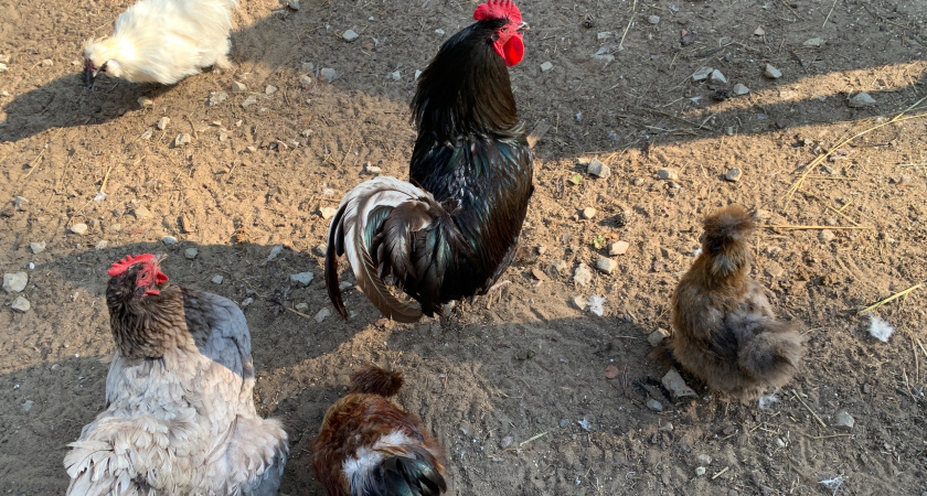 14 тысяч кур из Вологодской области отправятся в Ростов через пять регионов России