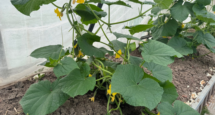 Корица с квасом от паутинного клеща: 2 дешевых и безопасных лайфхака спасти огурцы