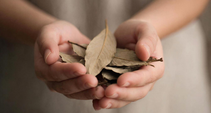 Закопала лавровый лист в огороде — и спокойна за урожай: традиция каждого года, результат держится годами