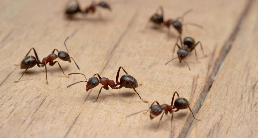 Муравьи убегут к соседям: копеечная смесь реально душит вредителей за считанные минуты