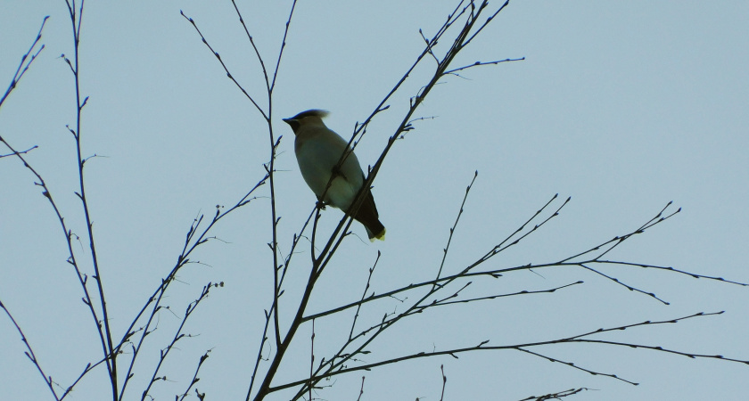 В Вологодской области 8 и 9 марта ожидаются аномальные морозы до минус 30 градусов