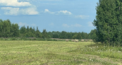 В Вологодской области растёт объём лесозаготовок 