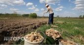 Россиян лишают "второго хлеба": за посадку картошки на даче будут безжалостно штрафовать