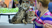 В Вологде сегодня пройдет выставка бездомных кошек