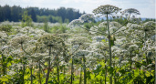 В Вологодской области продолжают борьбу с борщевиком