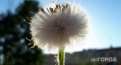 Одуванчики подскажут точное время для посадки: хитрость бывалых дачников