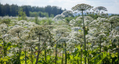 В Вологодской области взялись за дело: борьба с борщевиком вступила в активную фазу