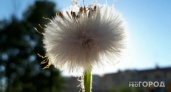 Одуванчики подскажут точное время для посадки: хитрость бывалых дачников