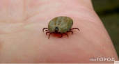 Клещи моментально гибнут от этого средства: стоит 45 рублей, а защищает лучше аэрозоля из магазина