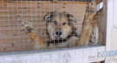 Жители Вологодской области выступили против эвтаназии уличных собак и кошек